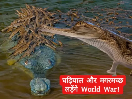 america asked for gharial and crocodile from india 1705567912