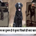 dog which bite only congress persons 1701511437