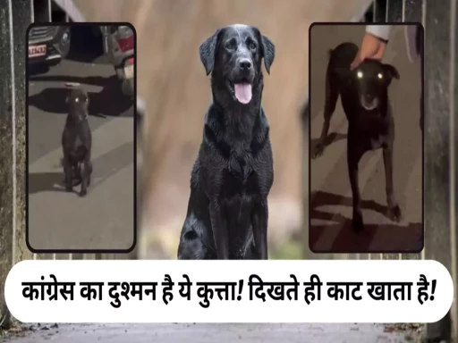 dog which bite only congress persons 1701511437