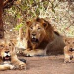 gujrat gir jungle lion 1686911196