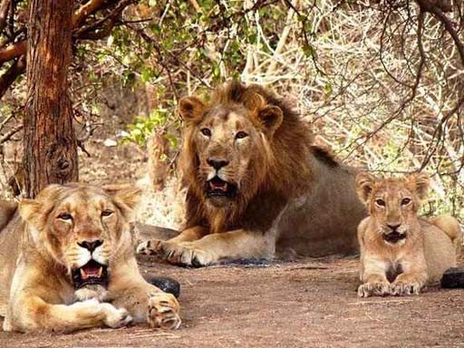 gujrat gir jungle lion 1686911196