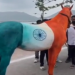 horse in tiranga color in ajmer 1692339966