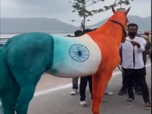 horse in tiranga color in ajmer 1692339966