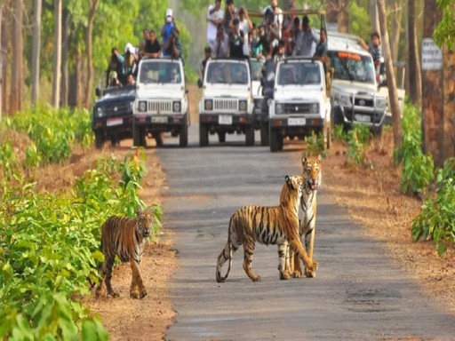 jagal safara 1690352287