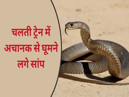 snake uttar pradesh chambal express train 1694495800