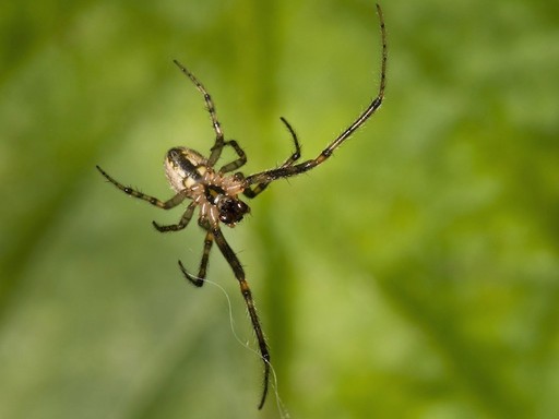 spider caught image 1 1678367639