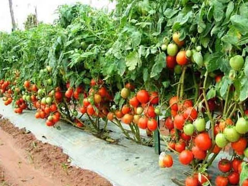 tomato farming 1689488586