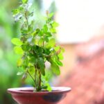 tulsi3 image 1 1681910493