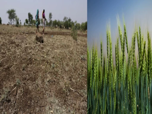 wheat crop in india 1702901937