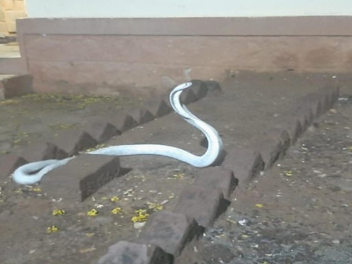 white cobra image 1 1683899898