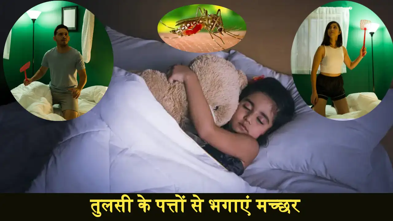 Mosquito Killer Free Home Remedies In Hindi