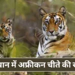 Mukundara Hills Tiger Reserve Rajasthan