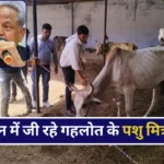 Rajasthan Budget 2024 Bhajanlal Sarkar Pashu Mitra Salary Hold