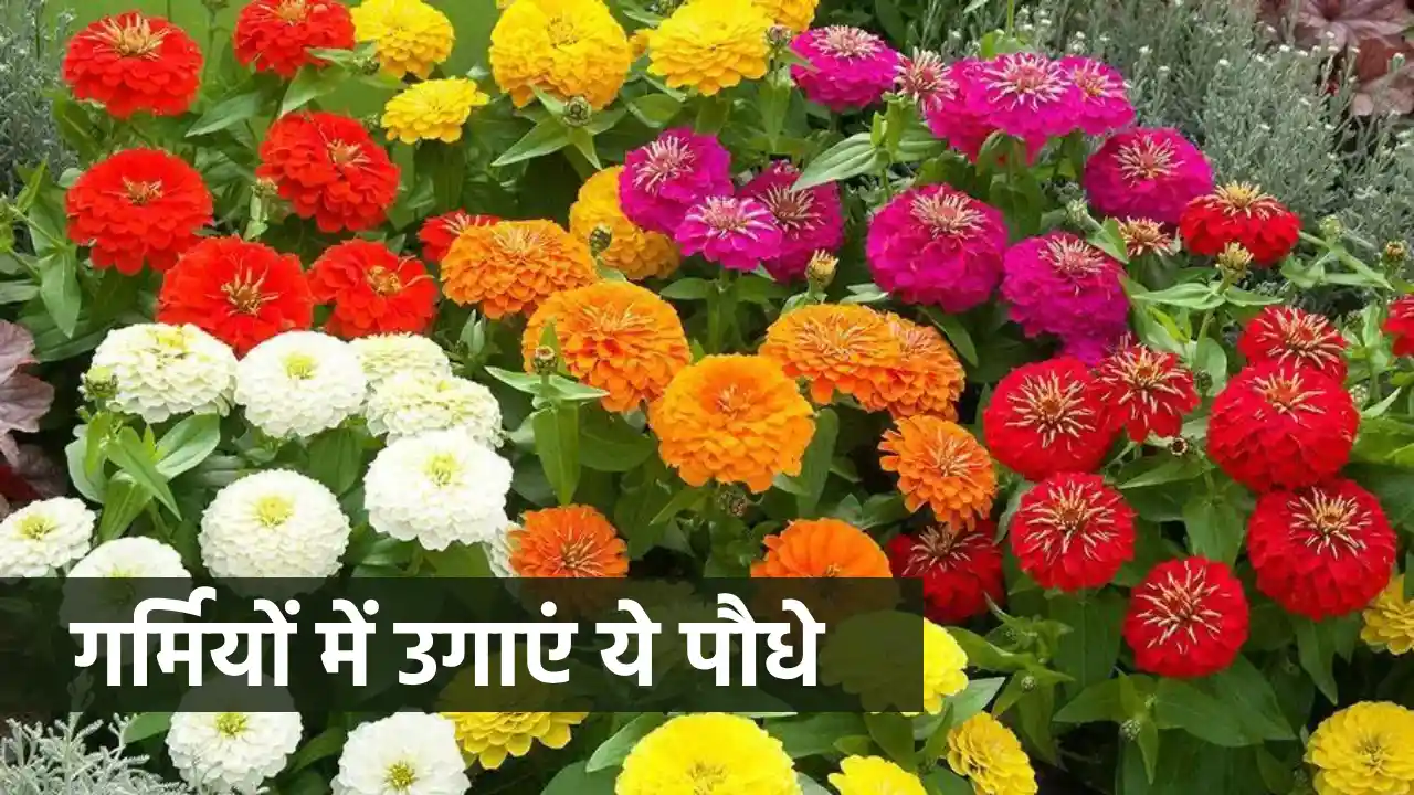 flower plants in summer, gardening tips in hindi, bagwani tips, Gulab ki Kheti, house gardening ideas