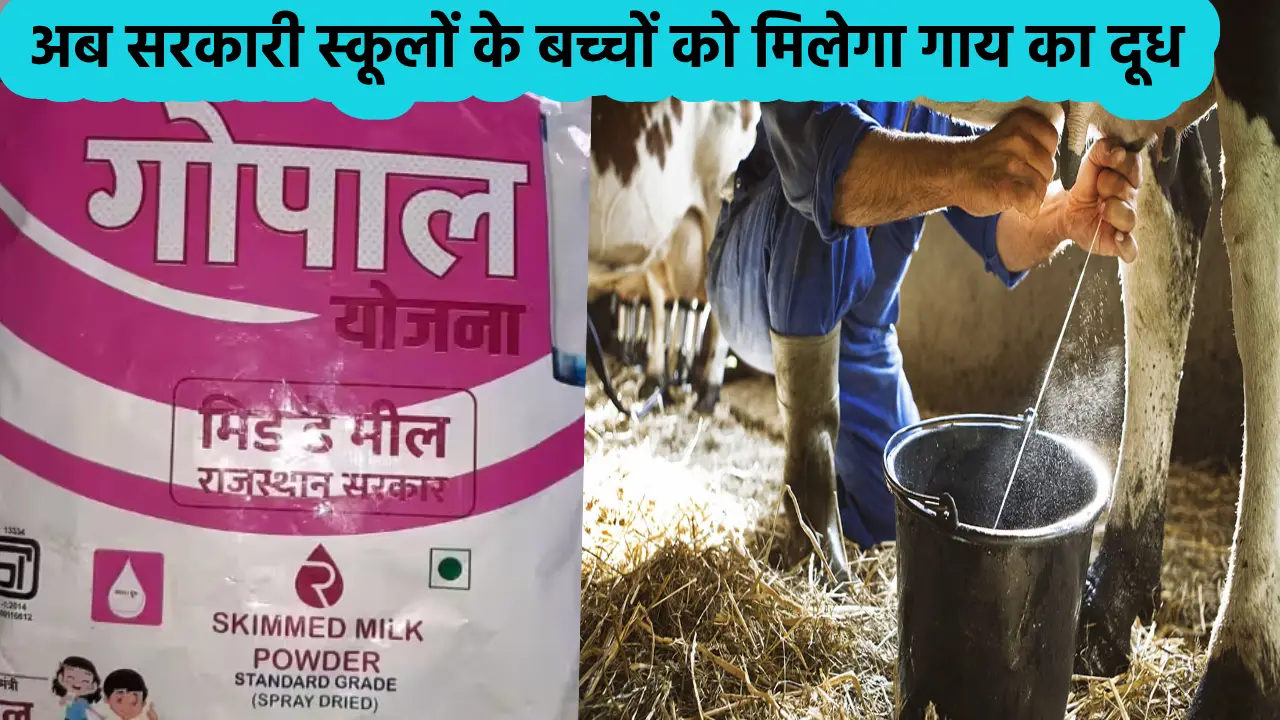 Cow Milk Will In Rajasthan Schools