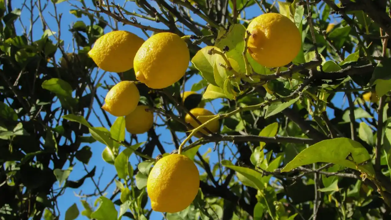 Lemon, Lemon Plant