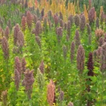 quinoa farming in rajasthan