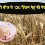India Farmer Wheat Farming