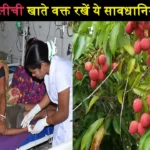 Litchi Eating Side Effects in UP and Bihar People