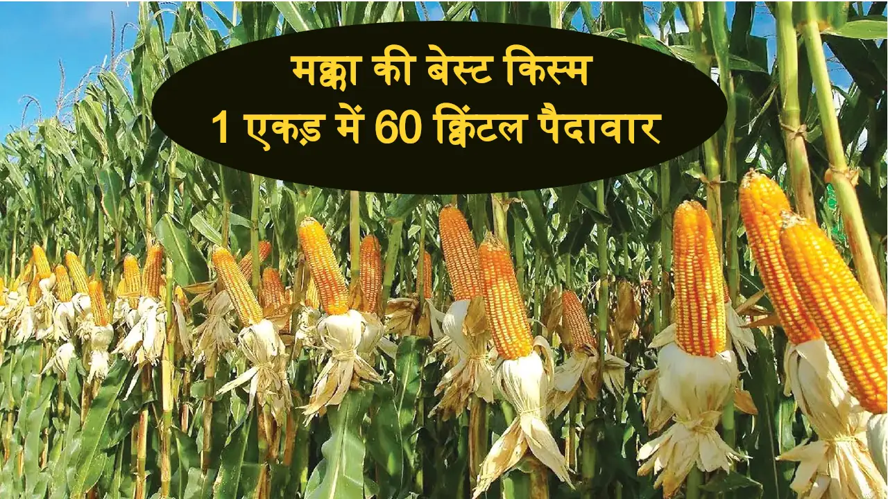 Makka Ki Kheti Maize Varieties Agriculture News Hindi