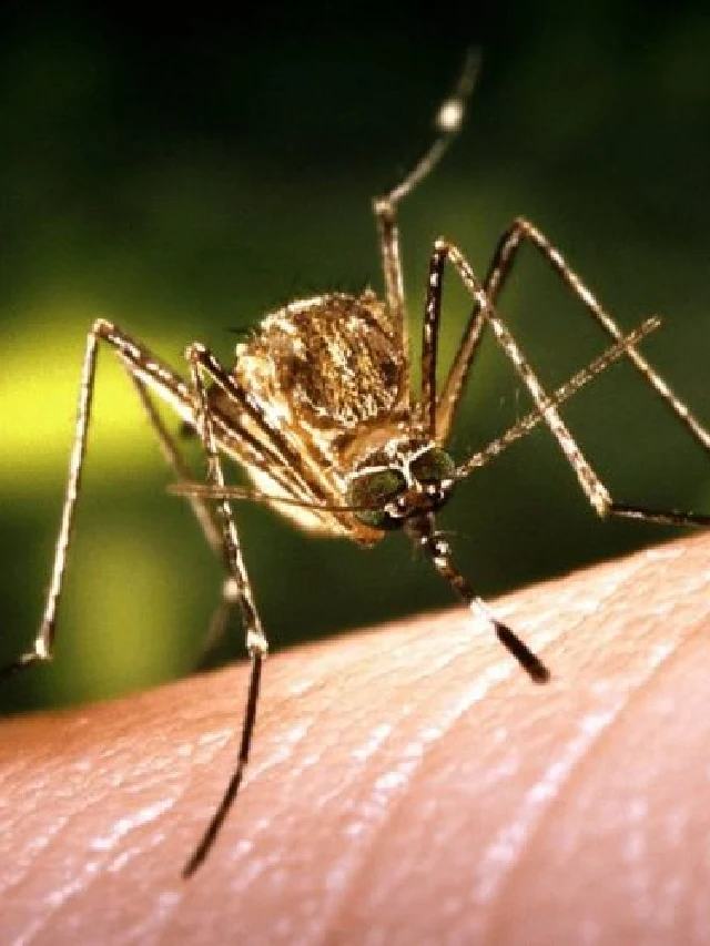 मच्छर भगाने के ये हैं देसी उपाय