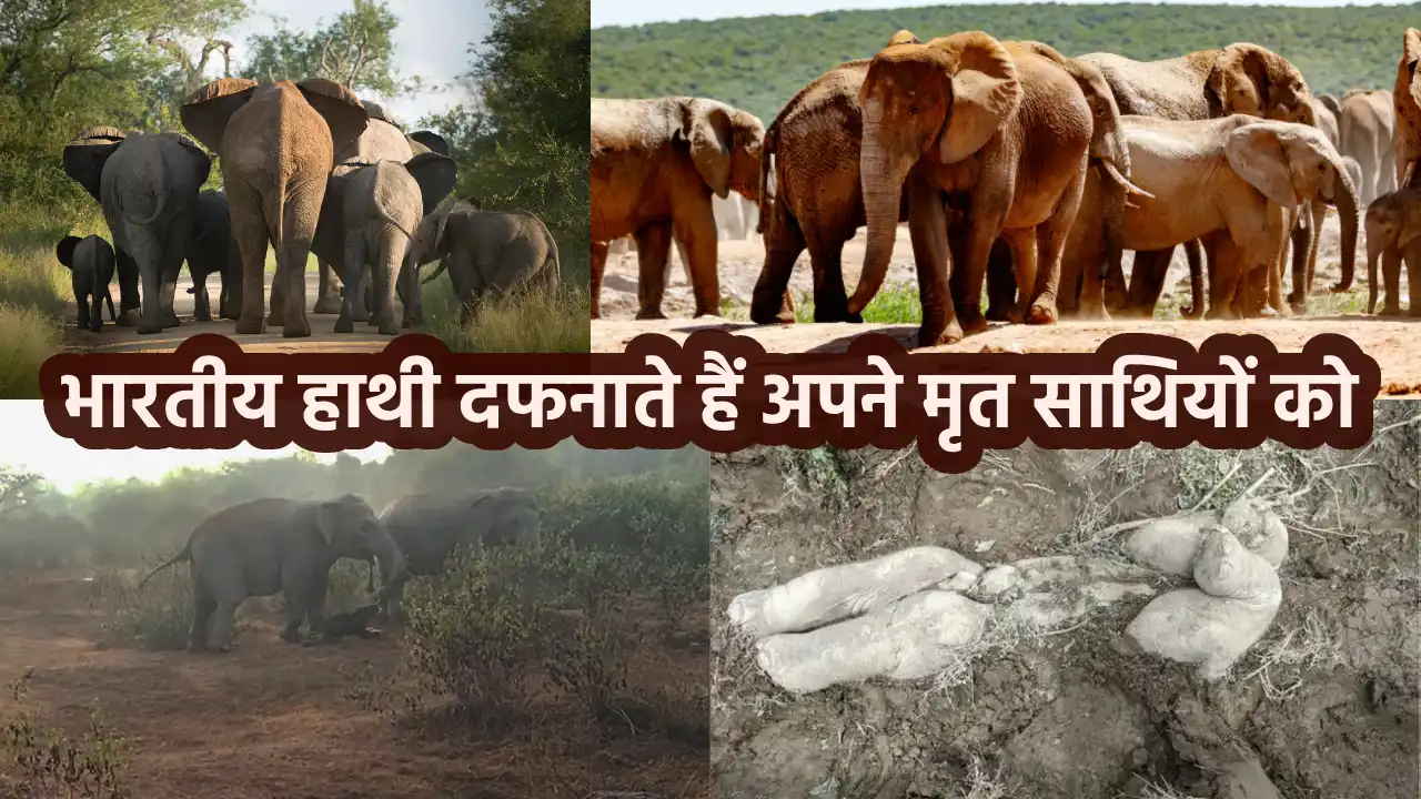 indian elephants, elephant burial ritual, african elephants, world news, india news, wild life, amazing facts in hindi, interesting facts in hindi,