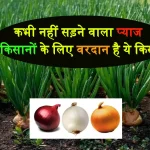Onion Farming Pusa Sohbha