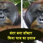 Sumatran Orangutan Self Treatment