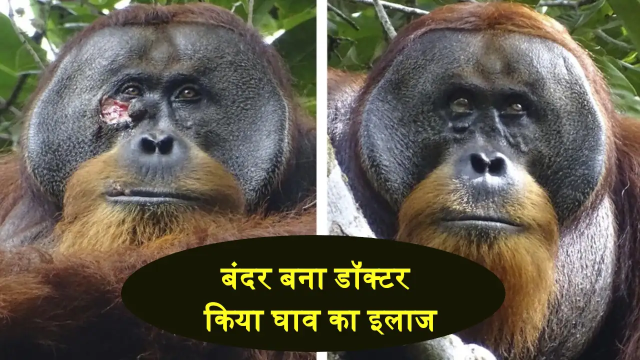 Sumatran Orangutan Self Treatment
