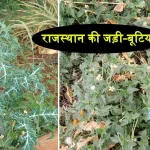 rajasthan herbal plants